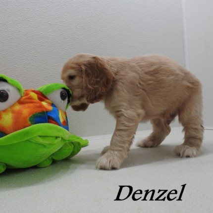puppy, for, sale, Cocker Spaniel, Joe & Cherri  Overlease, dog, breeder, Miller, MO, dog-breeder, puppy-for-sale, forsale, nearby, find, puppyfind, locator, puppylocator, aca